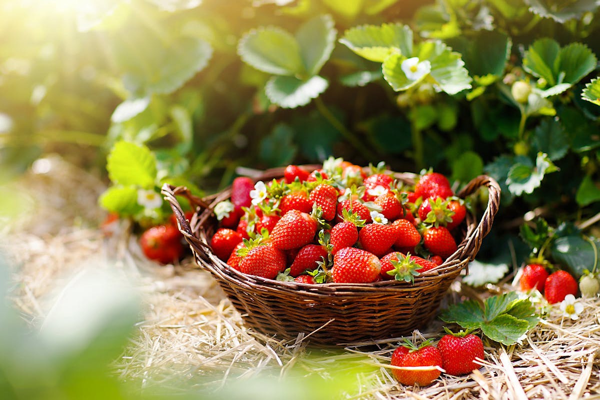Fraises : nos 85 meilleures recettes