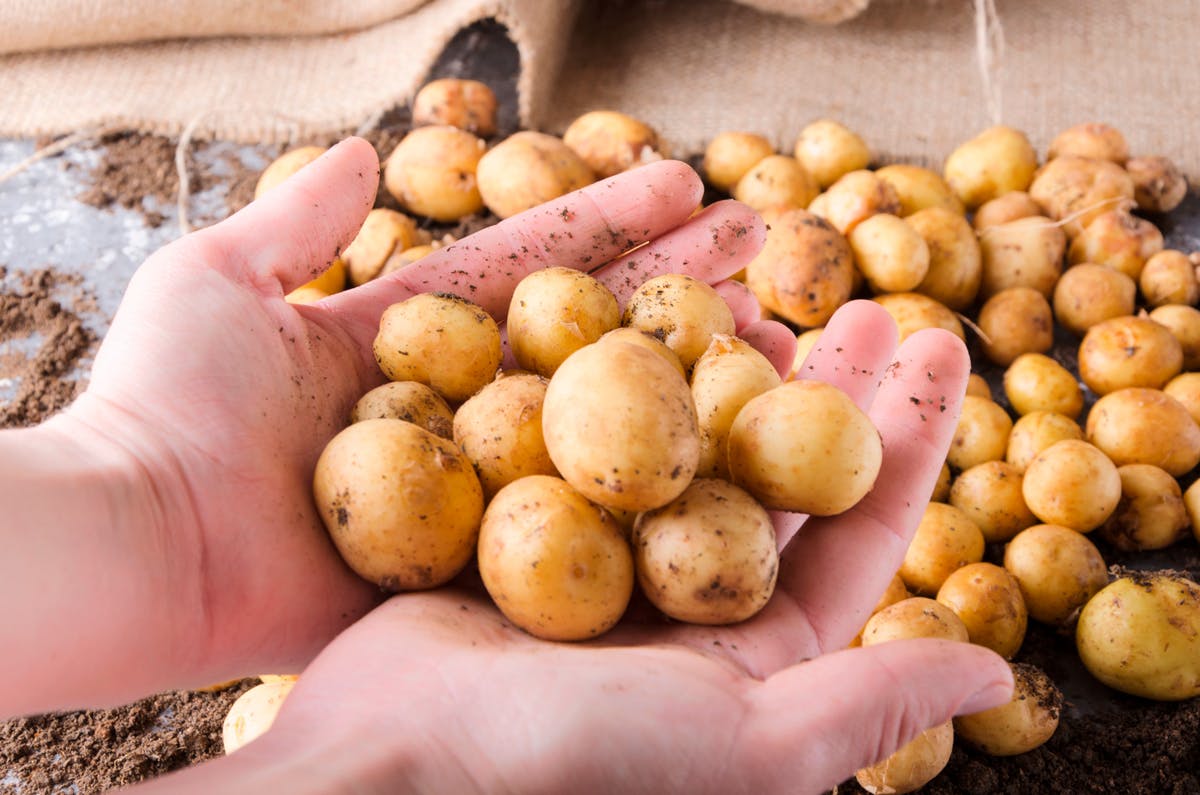 La pomme de terre primeur : un trésor du printemps à découvrir